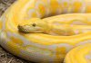 Yellow-Python