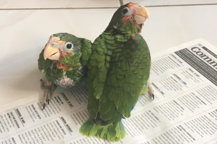 baby parrots