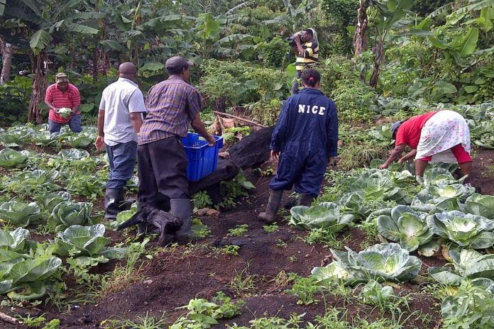 Caribbean News Global Slu_Agri St Lucian farmers ‘can’t handle money’, says agriculture minister  