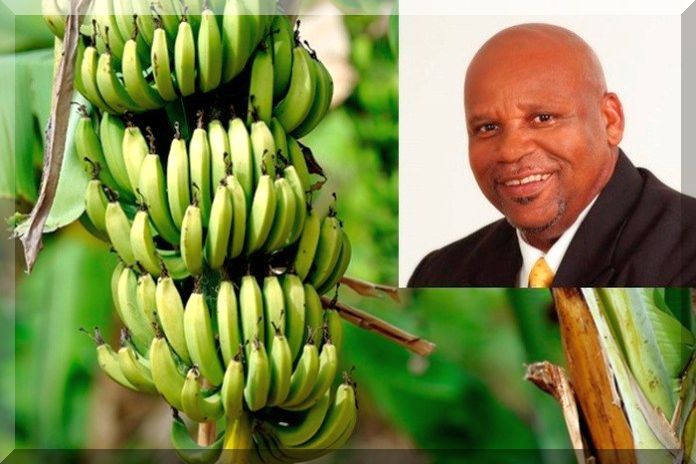 Caribbean News Global banana_joseph1 Dreaming up scapegoats: St Lucia banana fiasco needs a full inquiry  