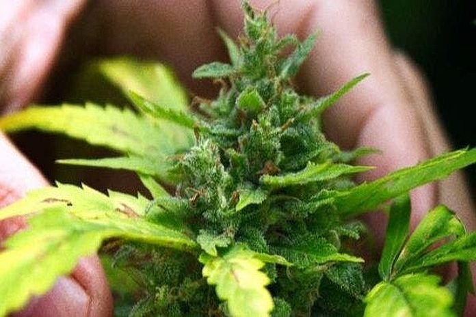 Federal marijuana legislation clears House of Commons, headed for the  Senate - CBC News