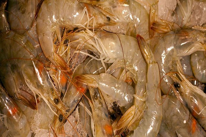 Caribbean News Global shrimp_cameroon Food Hero: Cameroon’s shrimp entrepreneur 