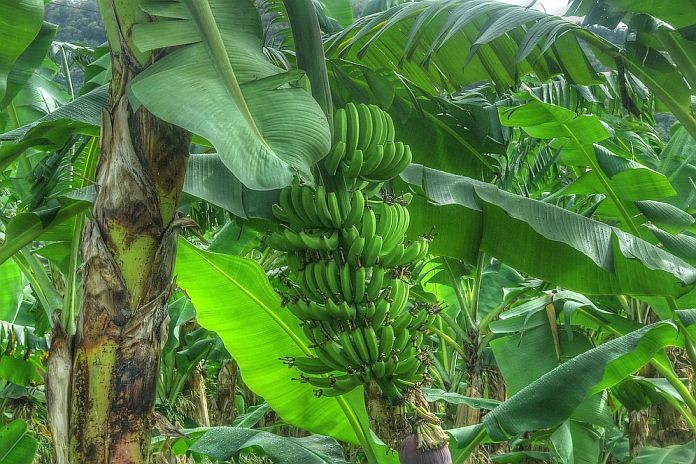 Caribbean News Global SLU_bananas Unity of purpose and action needed to rescue St Lucia’s export diversification  